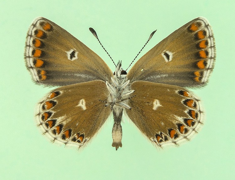 Aricia agestis female (aberrant impunctata) (Internet Image property of respective owner, non-commercial use only)